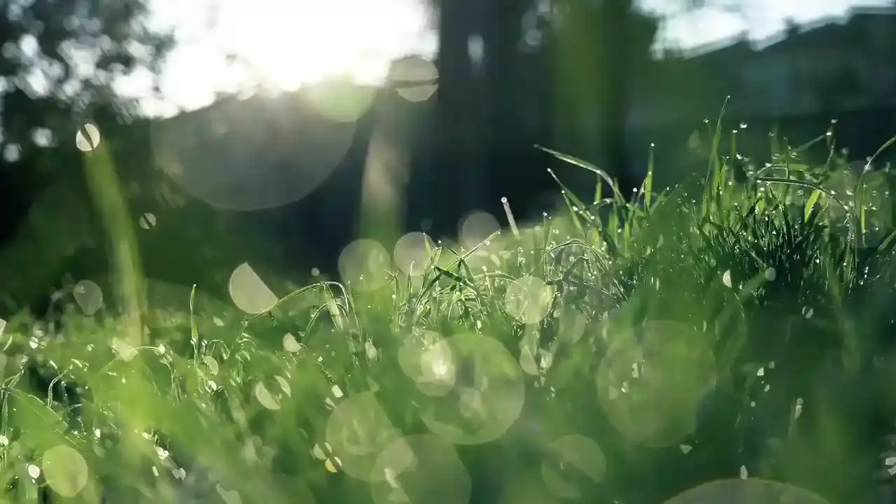 A calming misty forest with towering trees and lush greenery, evoking a sense of serenity and mindfulness for mental health therapy.